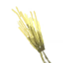 Barley icon