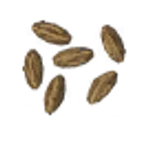 Carrot Seeds icon