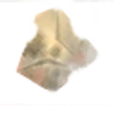 Chitin icon