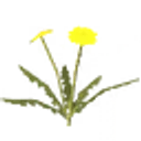 Dandelion icon
