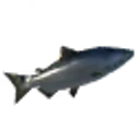 Tuna icon