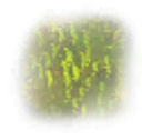 Poison icon