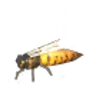 Queen Bee icon