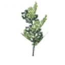 Beech sapling icon