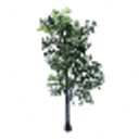 Birch Sapling icon
