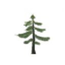 Fir Sapling icon