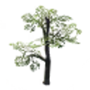 Oak Sapling icon