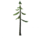 Pine Sapling icon
