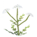Seed-carrot icon