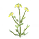 Seed-turnip icon