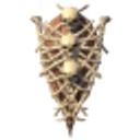 Bone Tower Shield icon