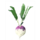 Turnip icon