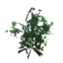 Ivy icon