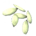 Ivy Seeds icon